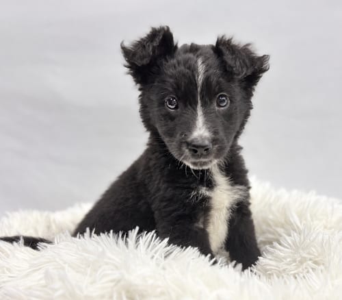 Photo of Future: Omen, adoptable Border Collie in Romoland, California