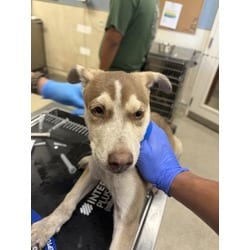 Photo of Shrek, adoptable Shepherd (Unknown Type) in Jurupa Valley, California