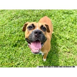 Photo of Zoey, adoptable Mixed Breed (Medium) in West Palm Beach, Florida