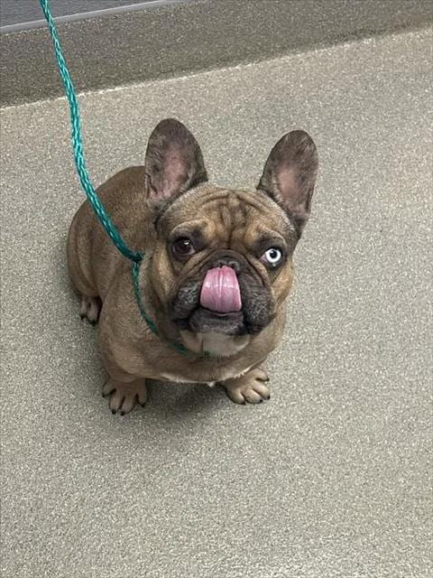 Photo of Baked Bean, adoptable French Bulldog in Las Vegas, Nevada