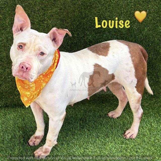 Photo of Louise, adoptable Staff Terrier A in Chicago Ridge, Illinois