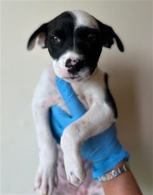 Photo of A661446, adoptable Pit Bull Terrier in Houston, Texas