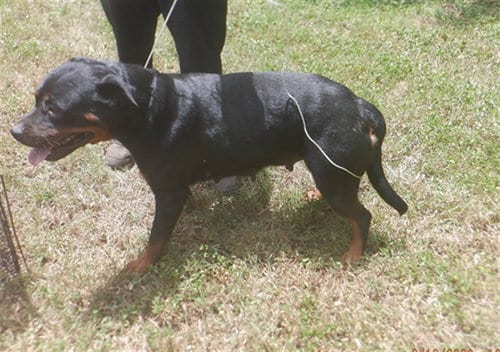 Photo of Darla, adoptable Rottweiler in Miami, Florida