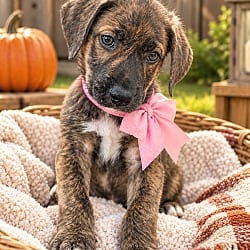 Photo of Fifi, adoptable Labrador Retriever Catahoula Leopard Dog in Mt. Laurel, New Jersey