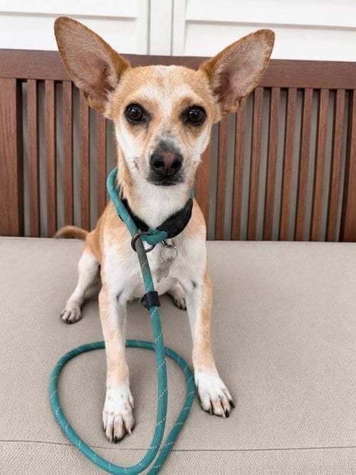 Photo of Scooter, adoptable Chihuahua in Newport Beach, California