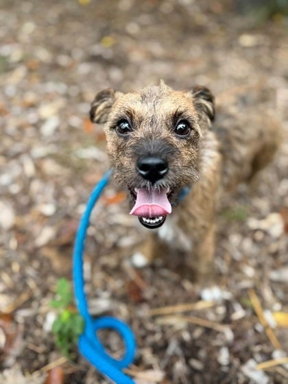 Photo of Barry, adoptable dog in Baltimore, Maryland