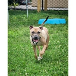 Photo of Bellino Bean, adoptable Mixed Breed (Medium) in New Castle, Delaware