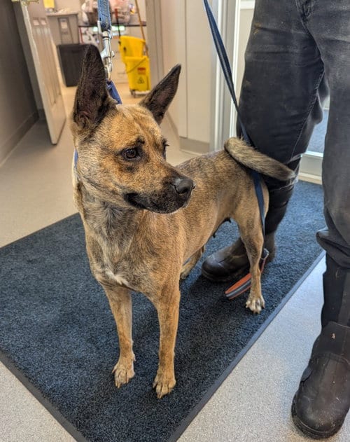 Photo of Perdita, adoptable Terrier in La Porte, Indiana