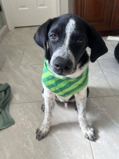 Photo of Beau, adoptable Labrador Retriever in Houston, Texas