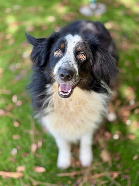 Photo of Lightening, adoptable Australian Shepherd in Fort Walton Beach, Florida