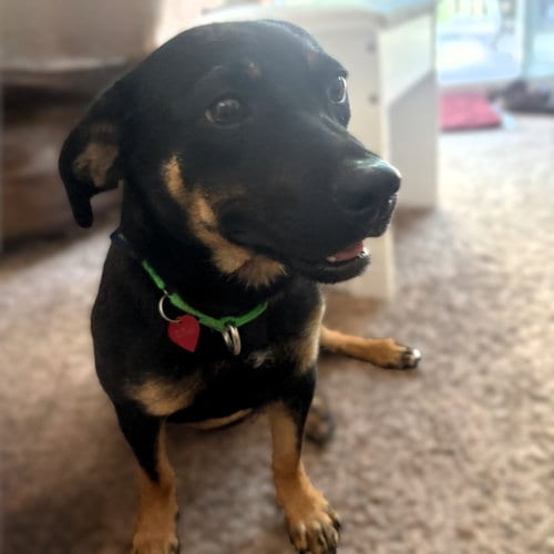 Photo of Zola, adoptable Shepherd in Fargo, North Dakota