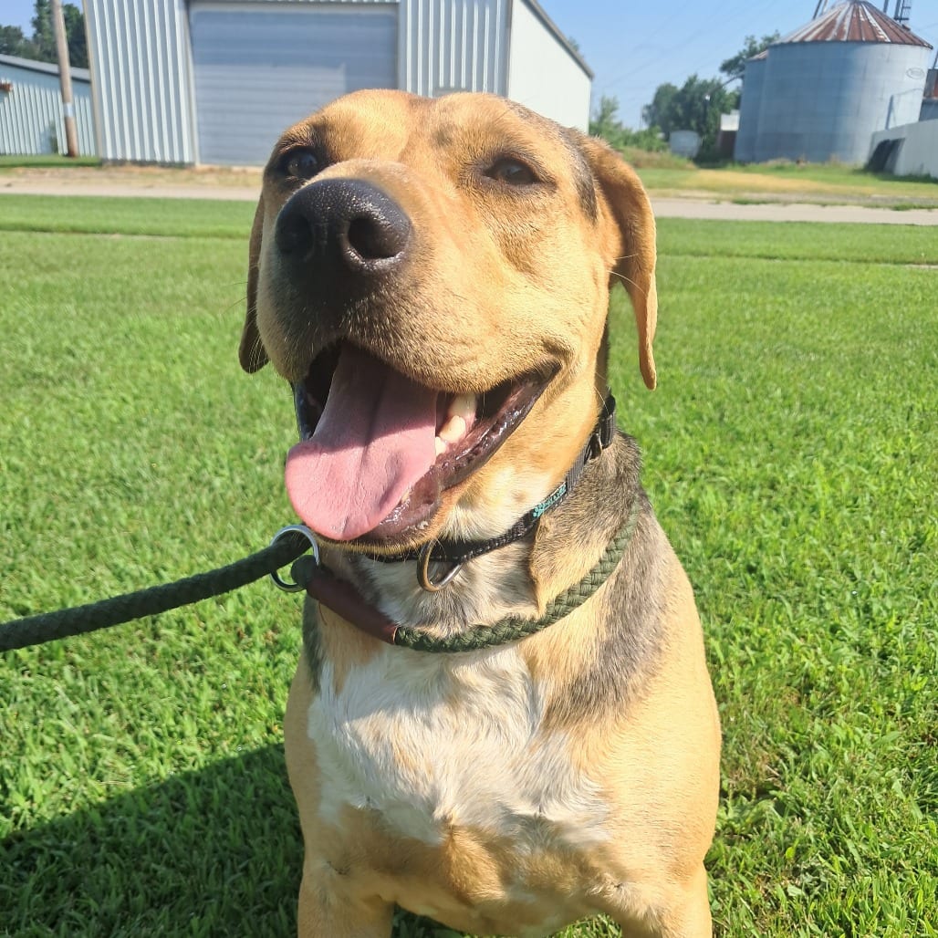 Photo of Dodge, adoptable Retriever, Black Labrador in Tipton, Iowa