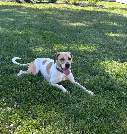 Photo of Sheba, adoptable Beagle in Willingboro, New Jersey
