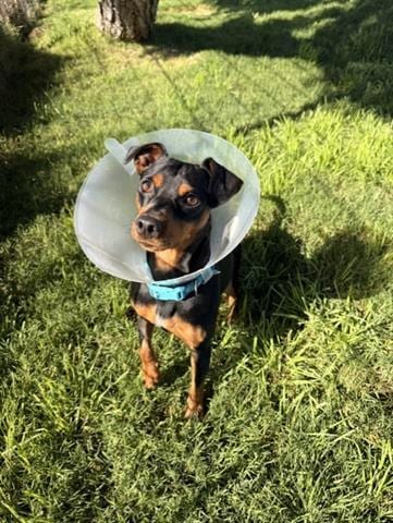 Photo of Brando, adoptable Chihuahua in San Martin, California