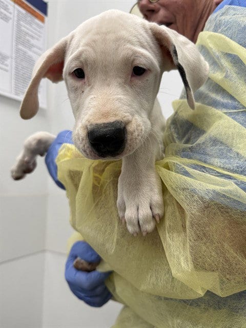 Photo of Boots, adoptable American Pit Bull Terrier in Mesa, Arizona
