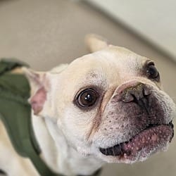 Photo of Simon, adoptable French Bulldog in Southington, Connecticut