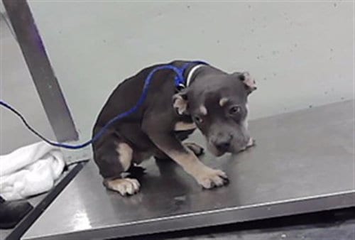 Photo of A2098212, adoptable American Bulldog in Houston, Texas
