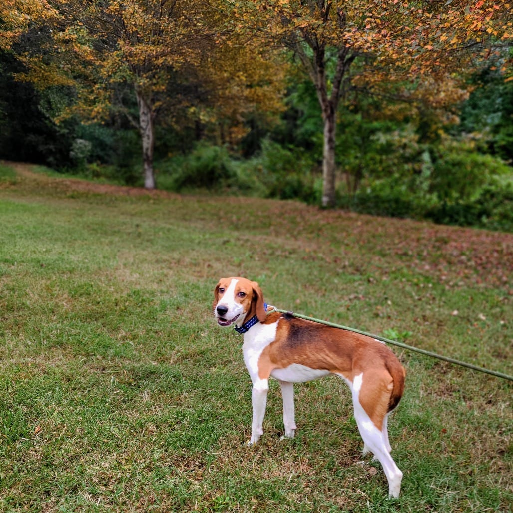 Photo of Travis Touchdown, adoptable Mixed Breed (Medium) in Fredericksburg, Virginia