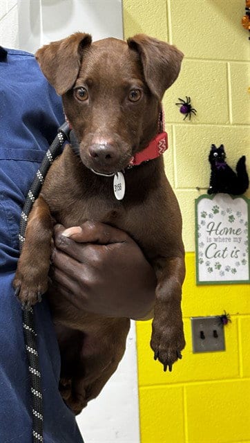 Photo of Ice, adoptable Miniature Pinscher in Forestville, Maryland