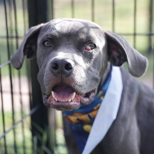 Photo of Champ, adoptable Cane Corso Mastiff in San Antonio, Texas