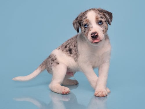 Photo of Date: Tinder, adoptable Australian Shepherd in Romoland, California