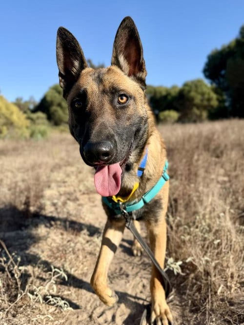 Photo of Link, adoptable Belgian Shepherd Malinois in Santa Maria, California