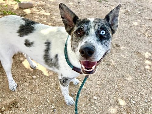 Photo of Ember, adoptable Australian Cattle Dog/Blue Heeler in Albuquerque, New Mexico