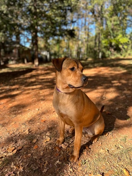Photo of Spooks, adoptable dog in Chamblee, Georgia