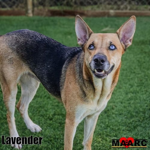 Photo of Lavender, adoptable German Shepherd Dog in Maryville, Tennessee