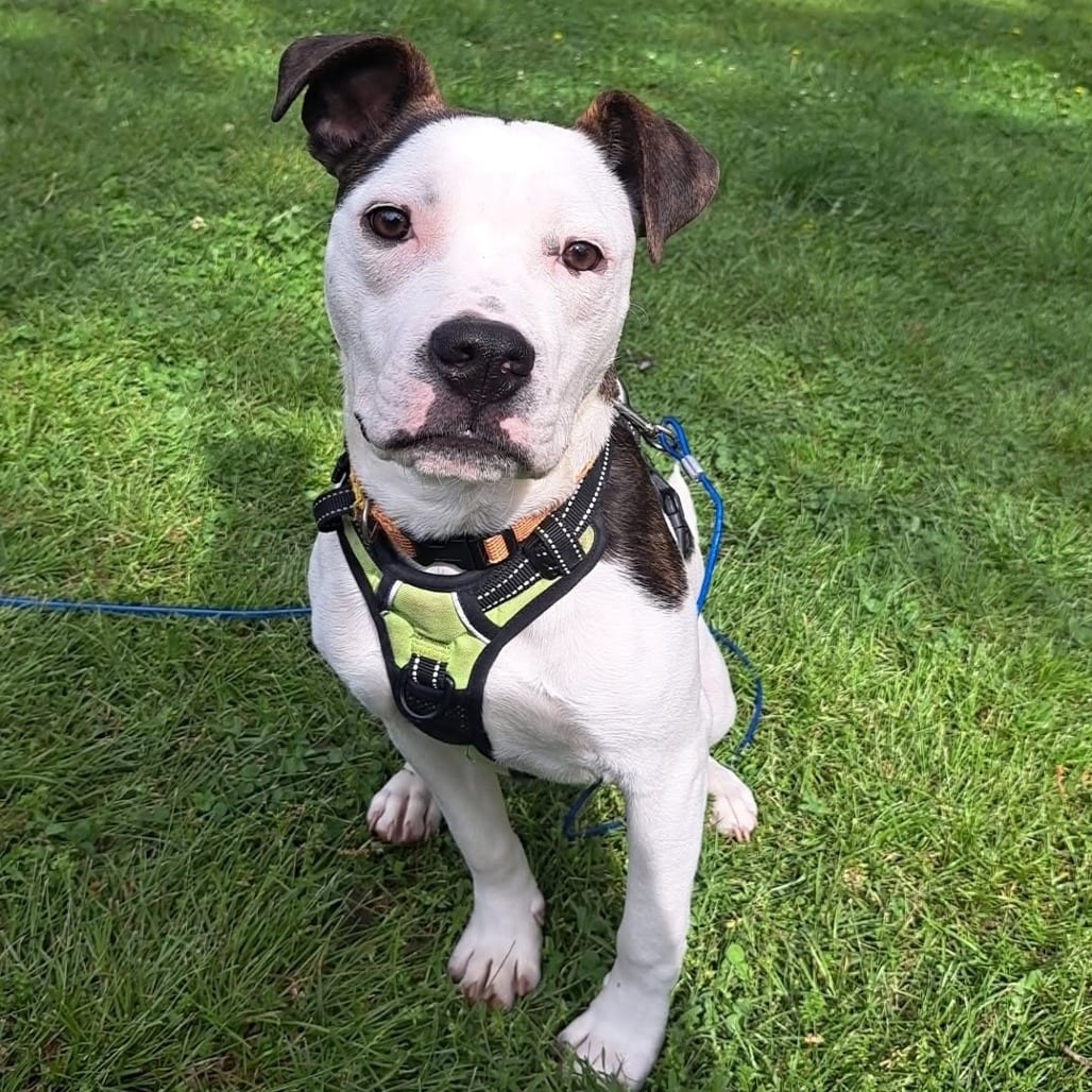 Photo of Rancho Deluxe (Parrothead Pup), adoptable Mixed Breed (Medium) in St. Louis, Missouri