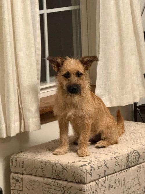 Photo of Ginger, adoptable Terrier in Vail, Arizona