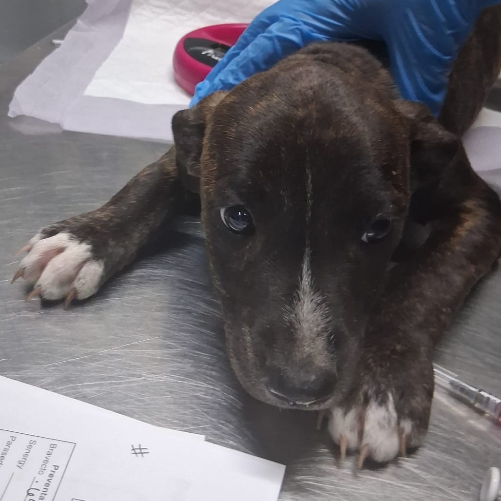 Photo of Honda, adoptable Mixed Breed (Medium) in Summerville, South Carolina