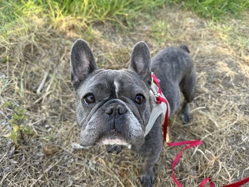 Photo of Dream, adoptable French Bulldog in Berkeley, California