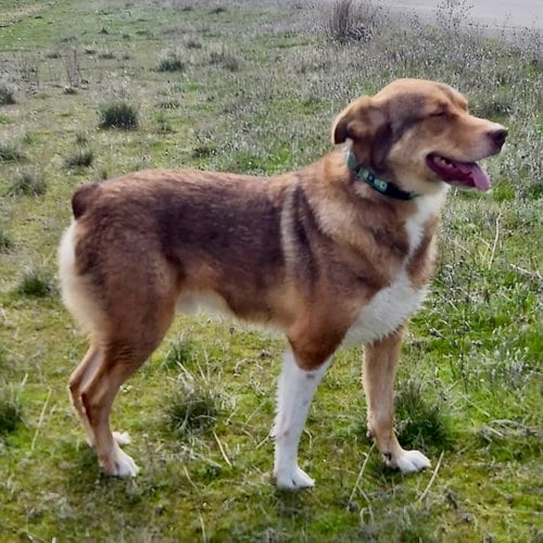 Photo of Scout, adoptable Shepherd in Yreka, California