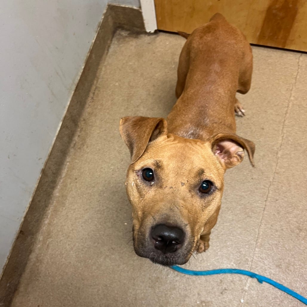 Photo of Lassie, adoptable Mixed Breed (Medium) in Chattanooga, Tennessee