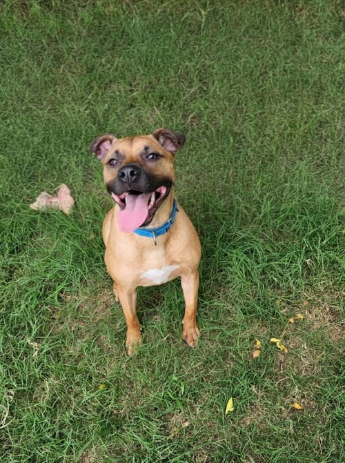 Photo of Brownie, adoptable Black Mouth Cur in Orange Grove, Texas