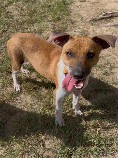 Photo of Sassafras, adoptable Pit Bull Terrier in Conroe, Texas