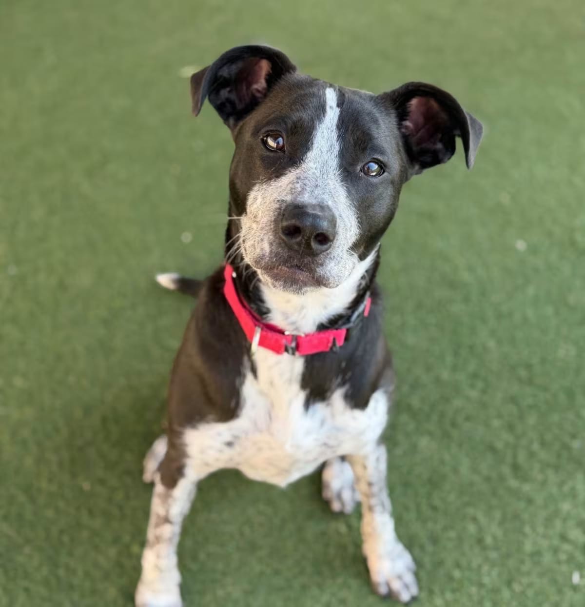 Photo of Rocky Road, adoptable American Staffordshire Terrier/American Pit Bull Terrier in Columbia, Illinois