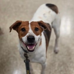 Photo of Boomer JuM, adoptable Australian Cattle Dog Mixed Breed (Medium) in Nashville, Tennessee