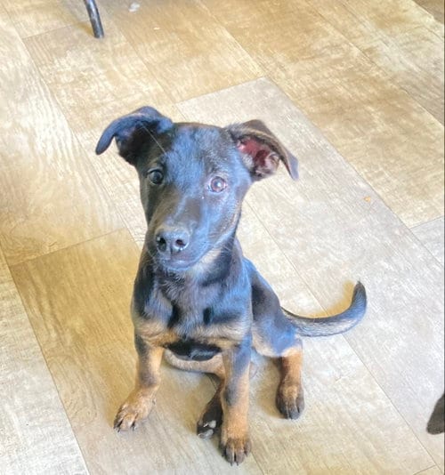 Photo of Sophi, adoptable German Shepherd Dog in San Diego, California