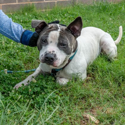 Photo of Chance, adoptable dog in Chamblee, Georgia