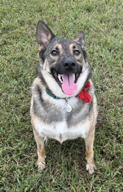Photo of Fives, adoptable German Shepherd Dog in Forestville, Maryland