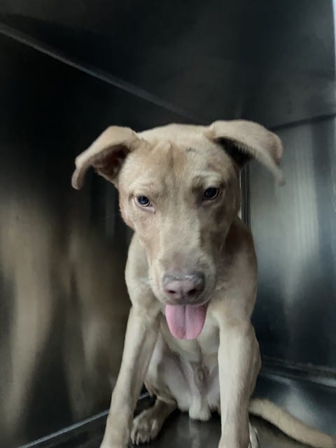 Photo of Ginger, adoptable Mixed Breed