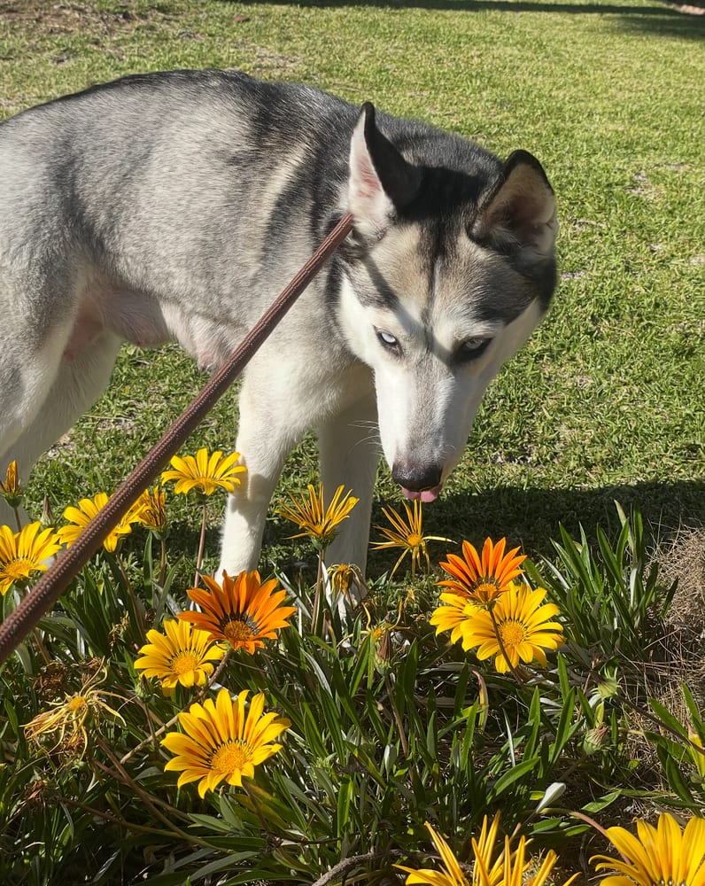 Photo of Marlee, adoptable Husky in Dana Point, California