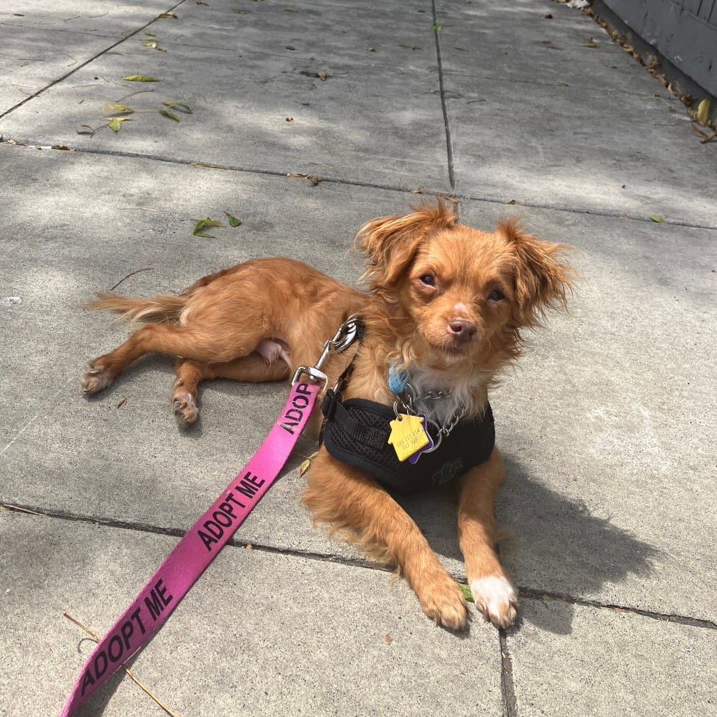 Photo of Dusty, adoptable Chihuahua / Mixed Breed (Small) in San Francisco, California