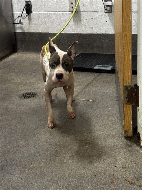 Photo of Erica, adoptable Pit Bull Terrier in Forestville, Maryland