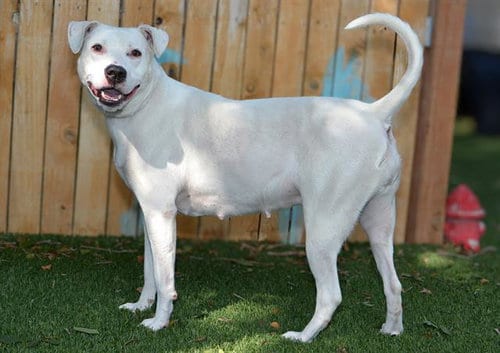 Photo of A124072, adoptable American Pit Bull Terrier in West Valley, Utah
