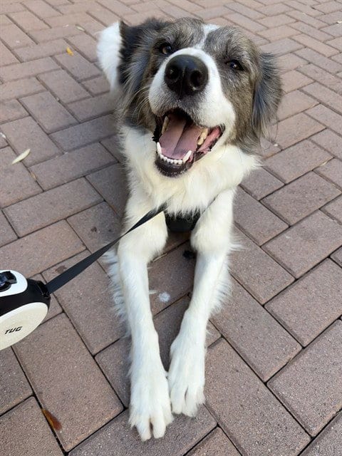 Photo of Daliah, adoptable Australian Shepherd in San Jose, California