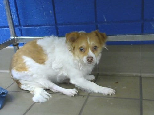 Photo of Ruby, adoptable Chihuahua in Albuquerque, New Mexico