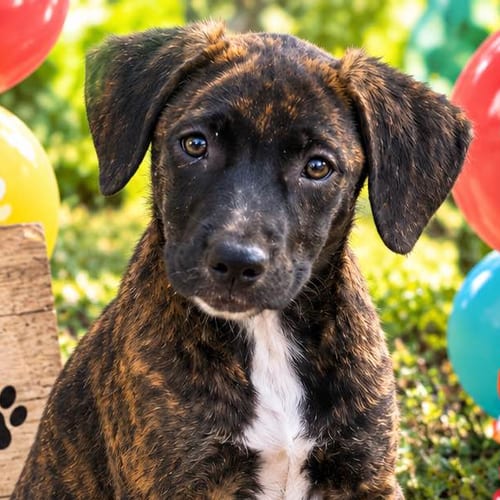 Photo of Betsy, adoptable Labrador Retriever in Yardley, Pennsylvania